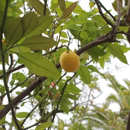 Lovely In The Gorgeous Porto Hydra